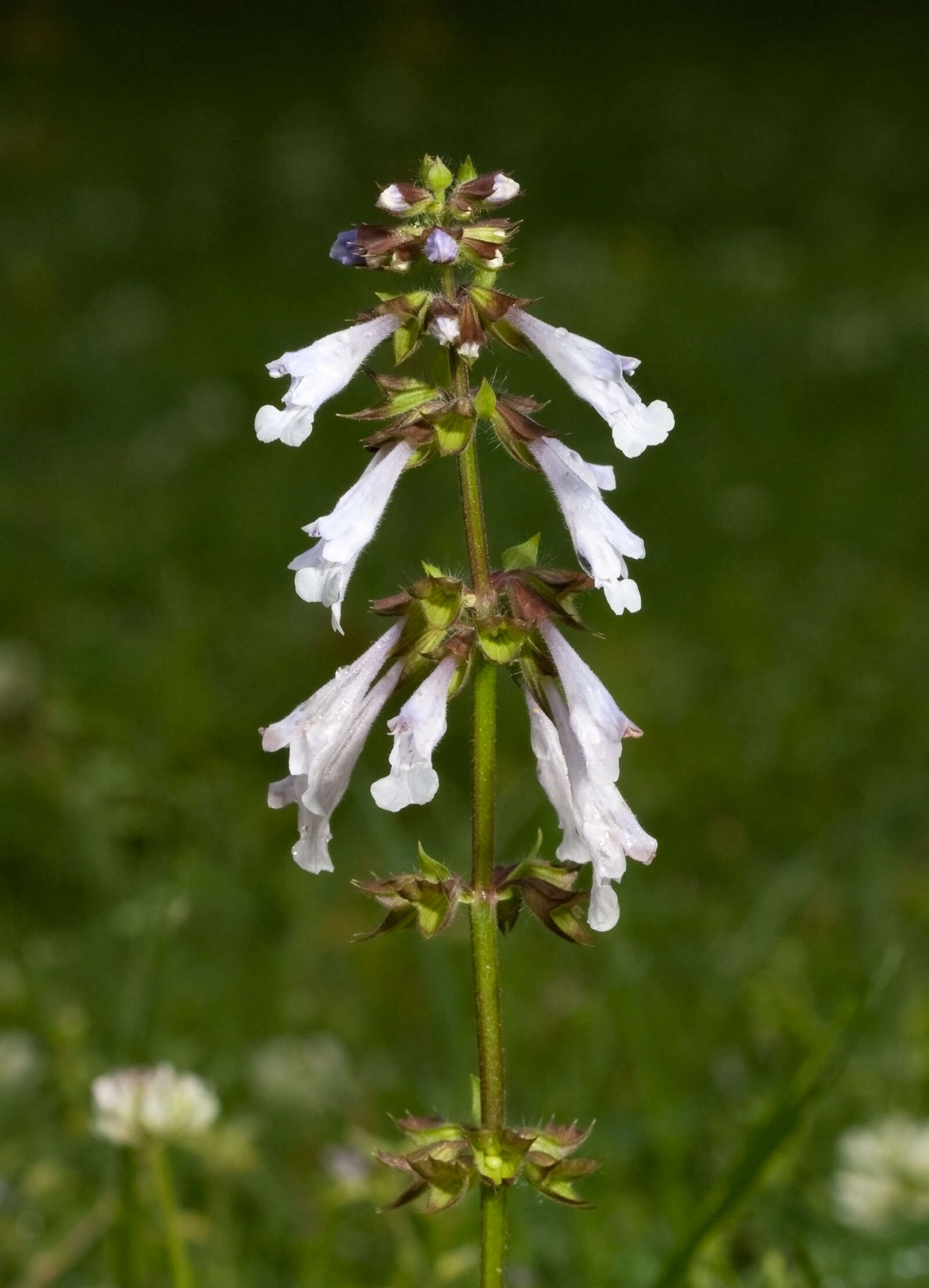 Imagem de Salvia lyrata L.