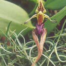 Слика од Bulbophyllum putidum (Teijsm. & Binn.) J. J. Sm.