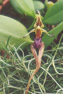 Image of Bulbophyllum putidum (Teijsm. & Binn.) J. J. Sm.