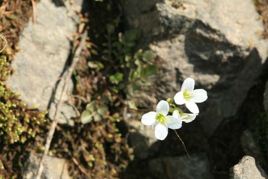 Imagem de Cardamine prorepens Fisch.