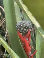 صورة Aechmea sphaerocephala (Gaudich.) Baker