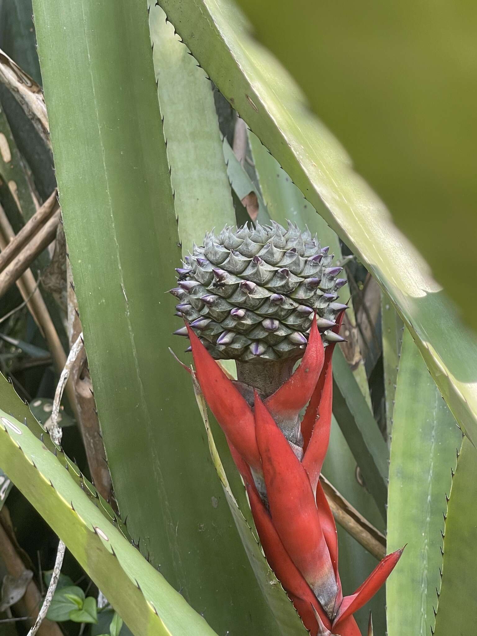 Aechmea sphaerocephala (Gaudich.) Baker的圖片