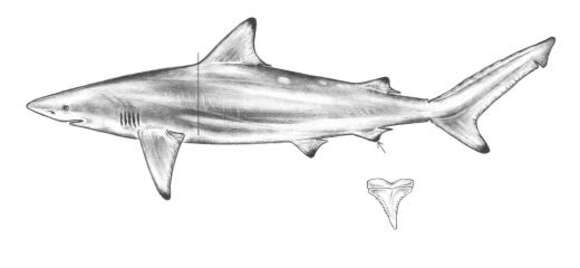 Image of Spinner Shark