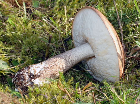 Image of Leccinum scabrum (Bull.) Gray 1821