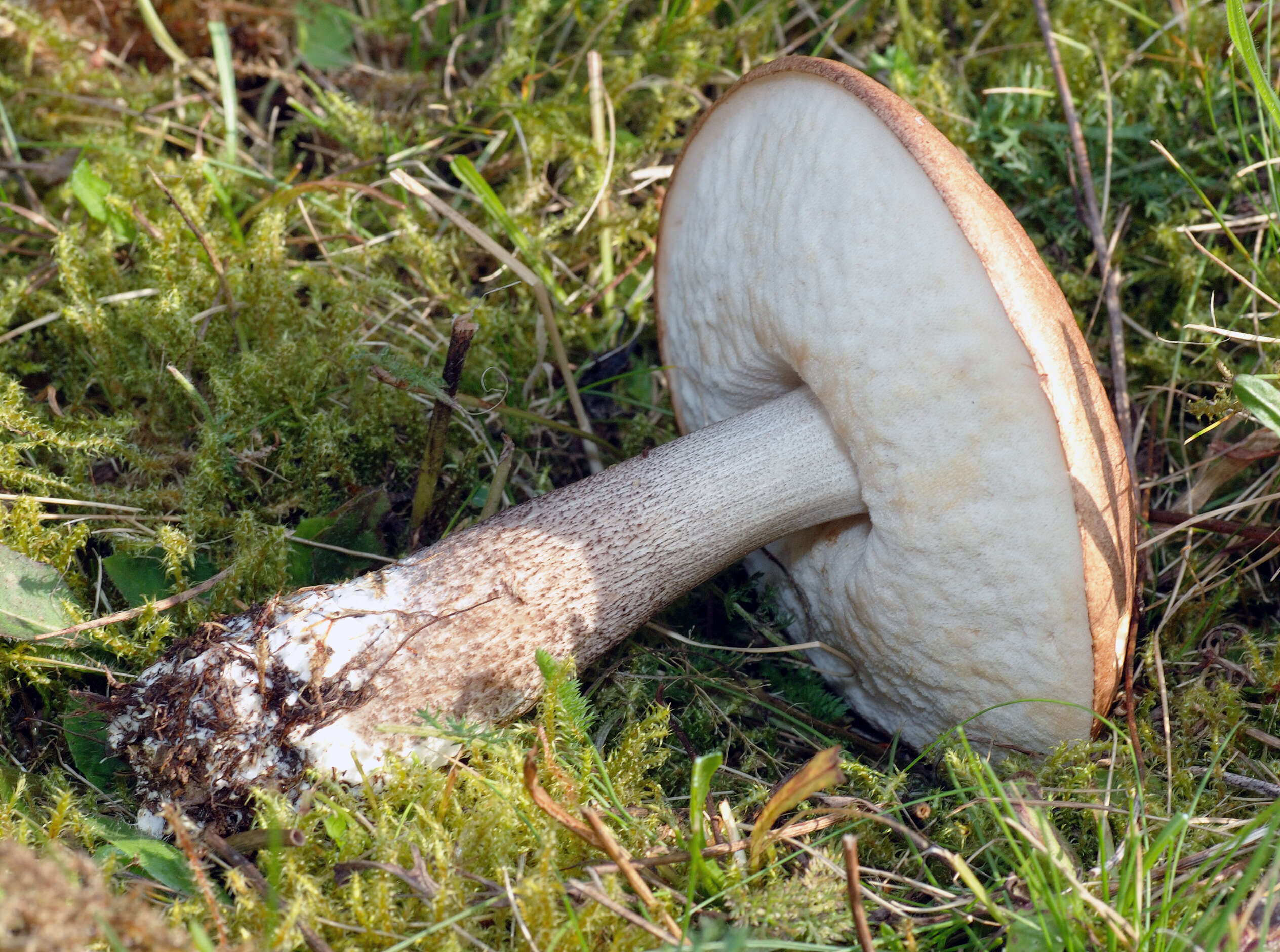 Image of Leccinum scabrum (Bull.) Gray 1821