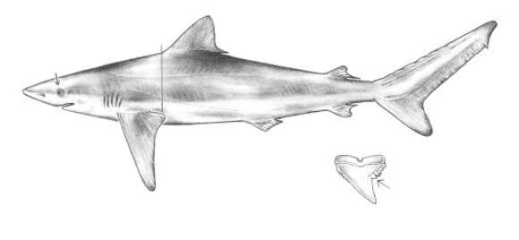 Image of Night Shark