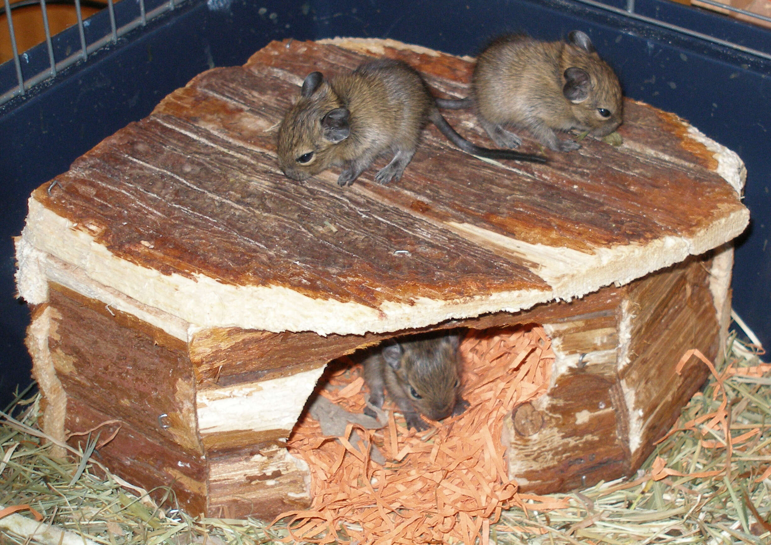 Image of degu