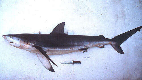 Image of Dusky Shark