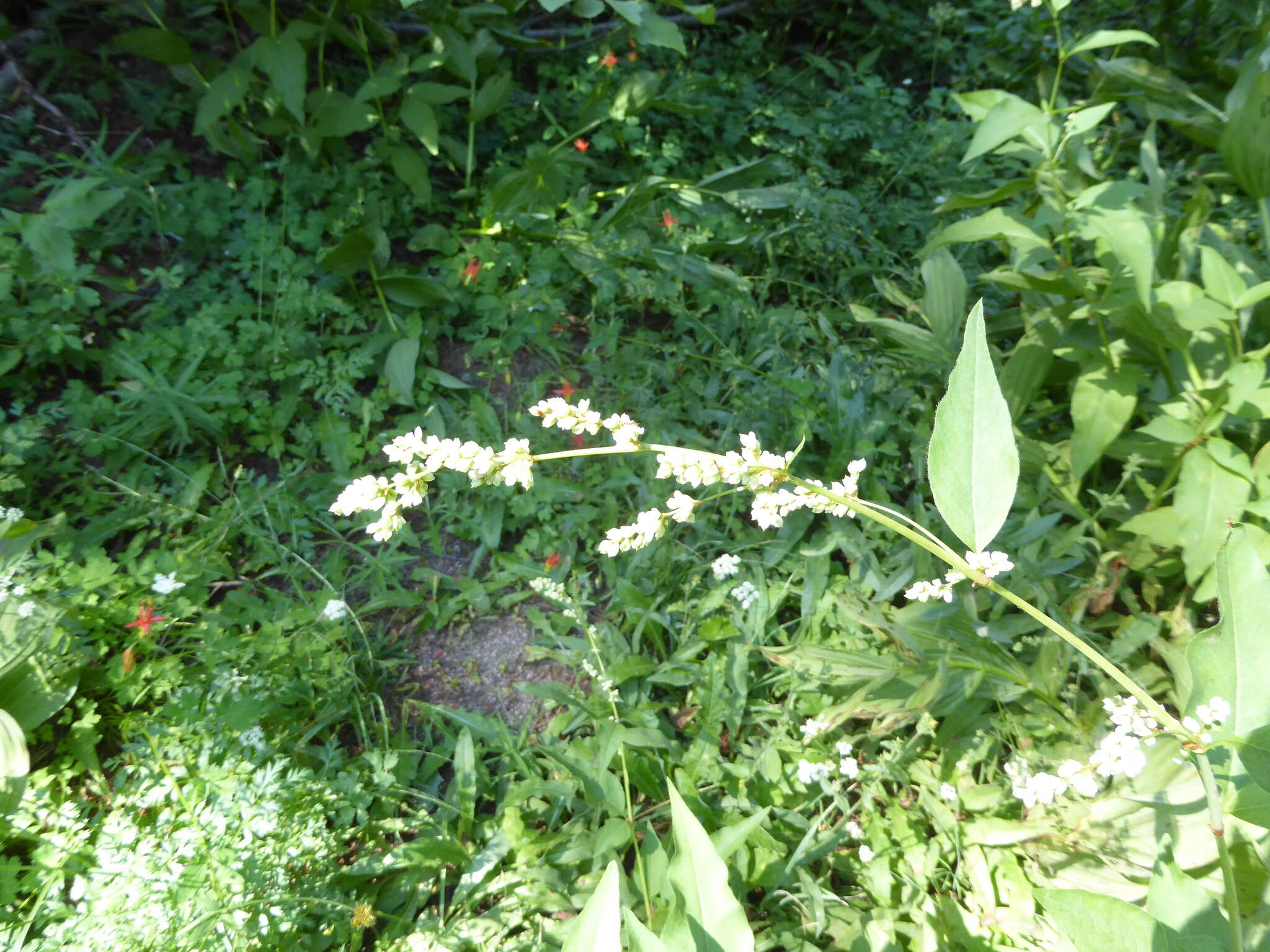 Image of Alpine Fleeceflower