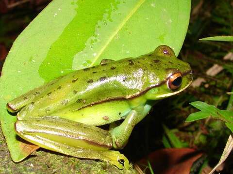 Image of Boana marginata (Boulenger 1887)