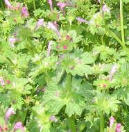 Image of common henbit