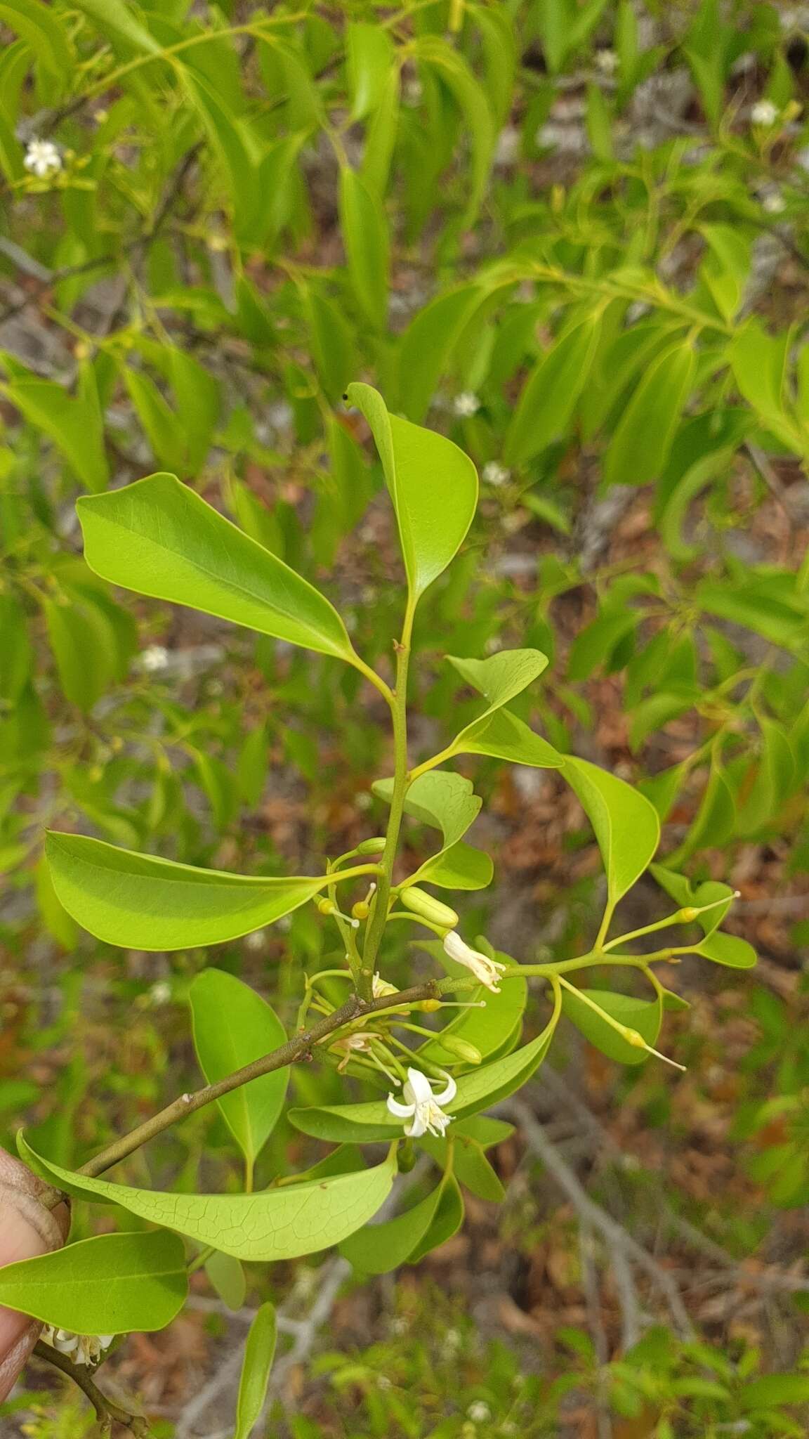 Image of Olax dissitiflora Oliver