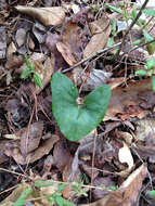 Image de Hexastylis arifolia (Michx.) Small