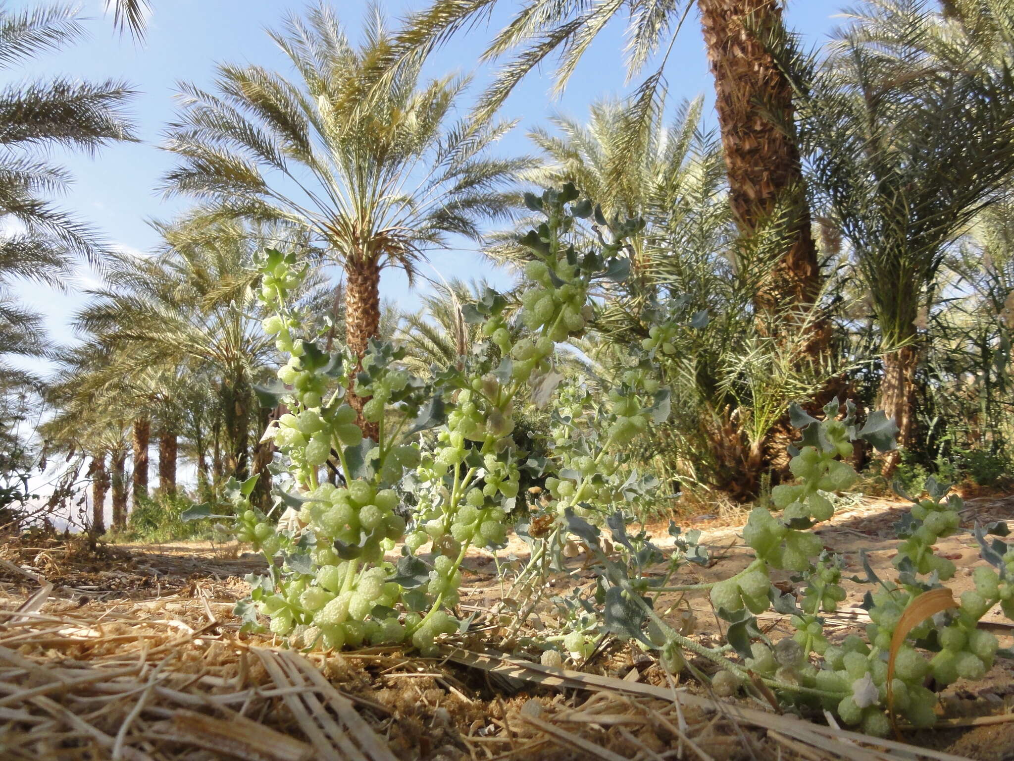 Plancia ëd Atriplex holocarpa F. Müll.