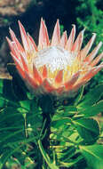 Imagem de Protea cynaroides (L.) L.