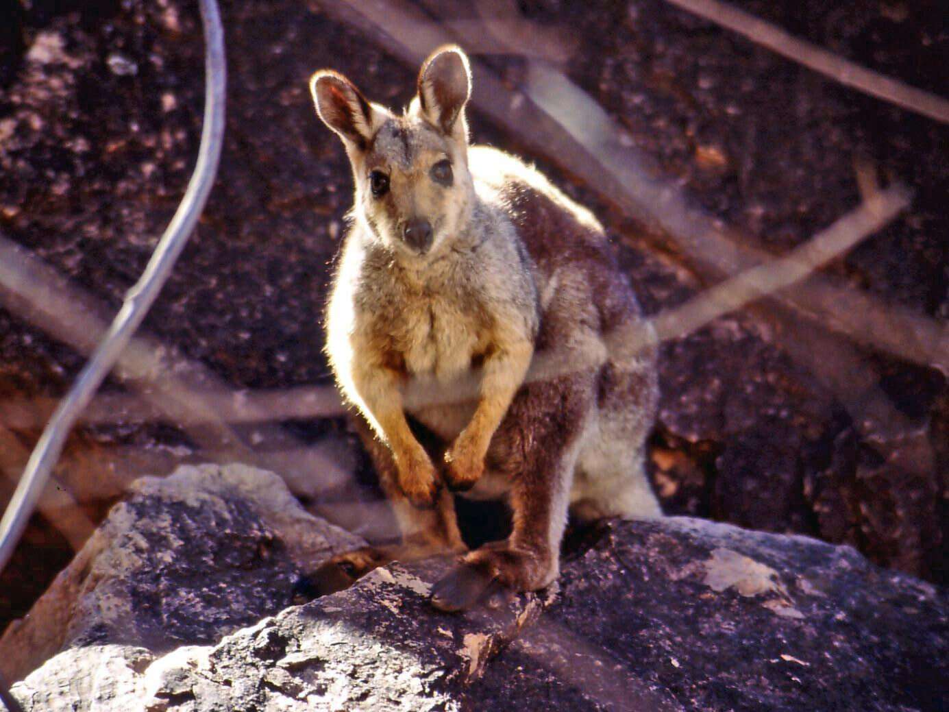 Image of Black-flanked Rock Wallaby