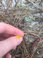 Image of Dwarf dandelion