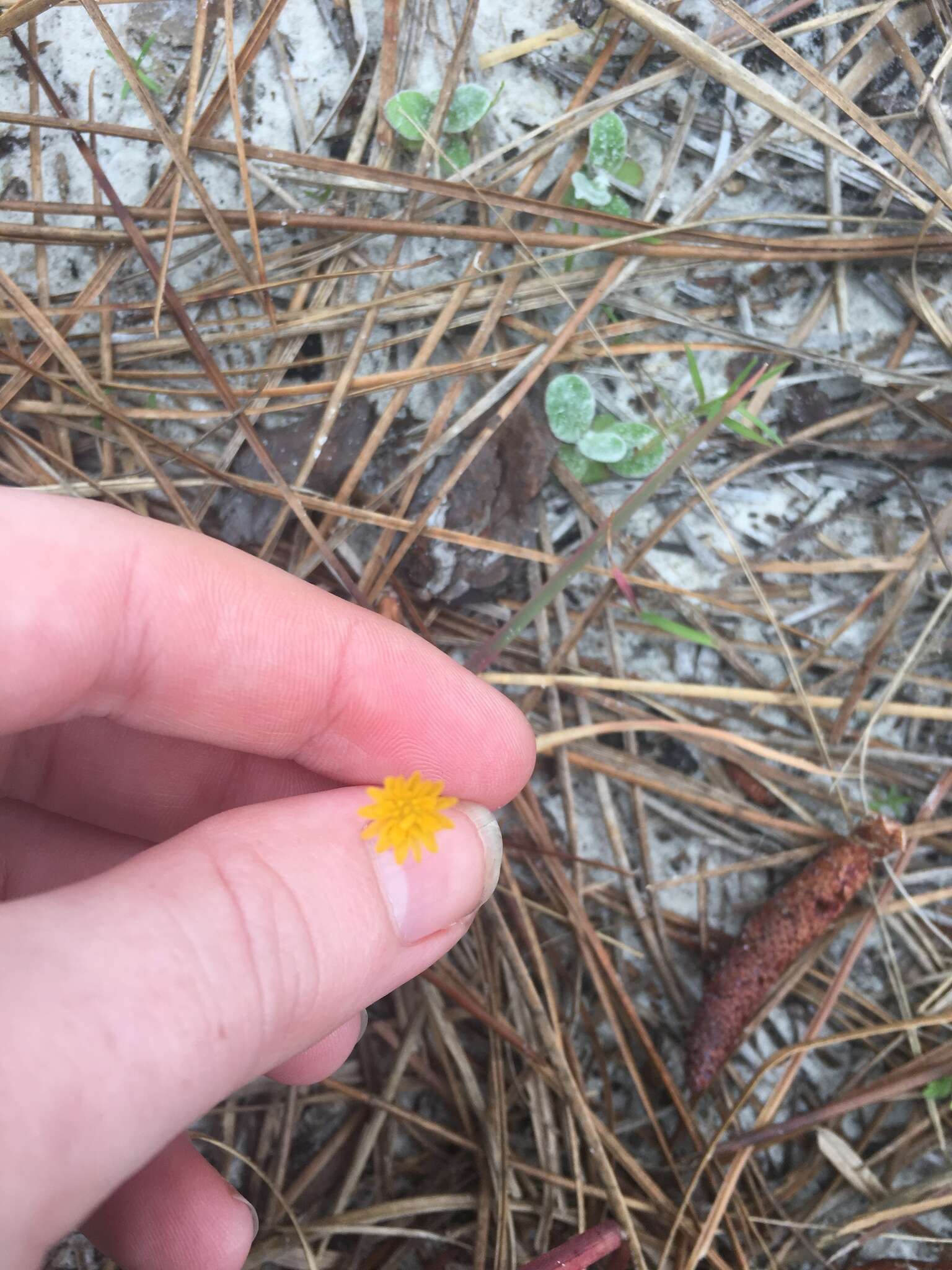 Image of Dwarf dandelion