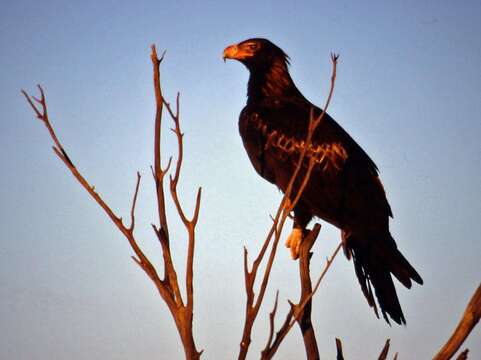 Image of Wedge-tailed Eagle