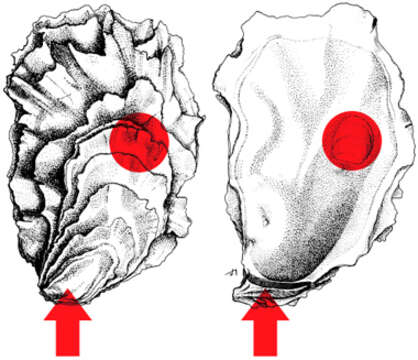 Image of Ostreoidea Rafinesque 1815