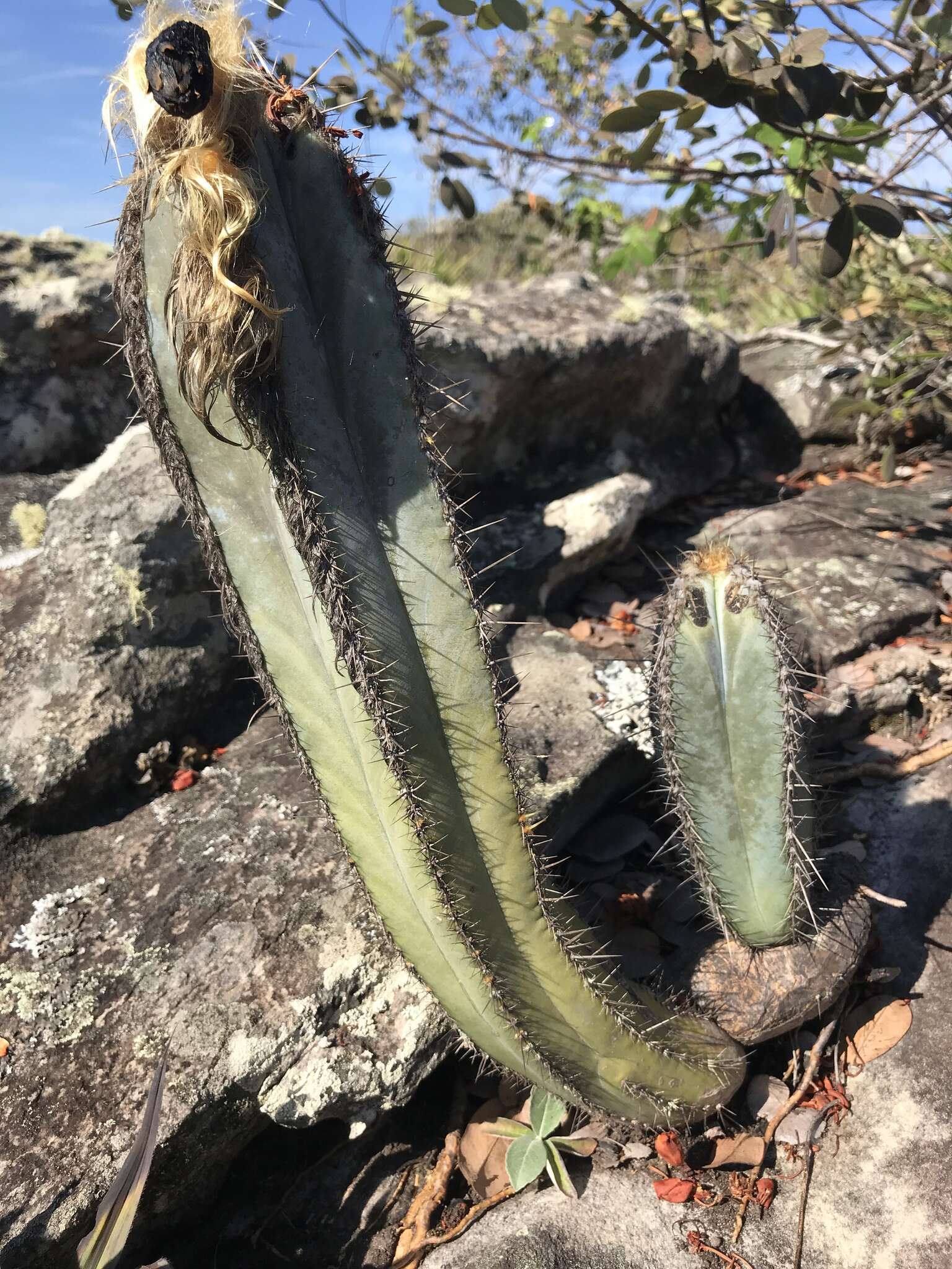 Pilosocereus fulvilanatus (Buining & Brederoo) F. Ritter的圖片