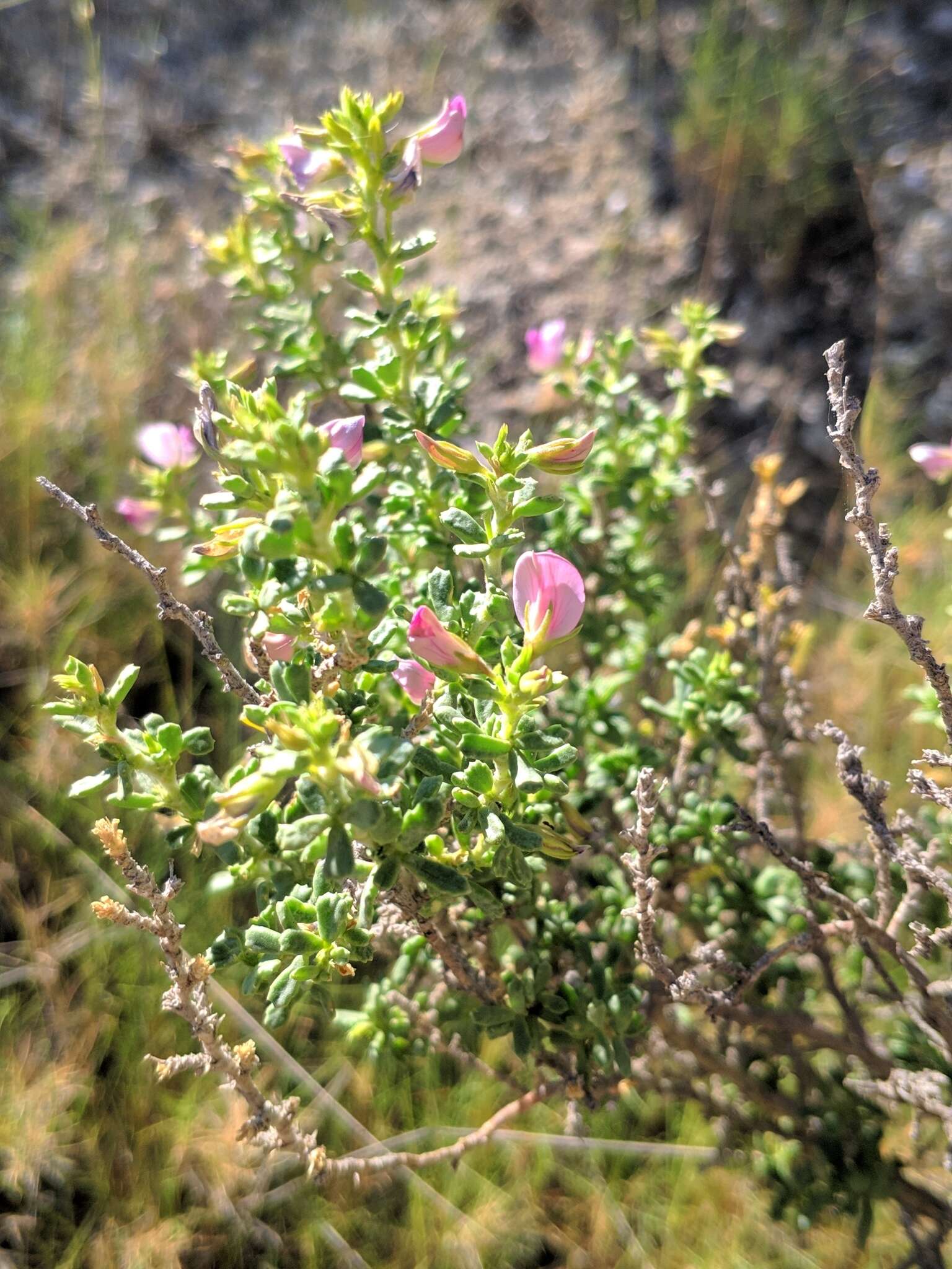 Image of Ononis tridentata L.