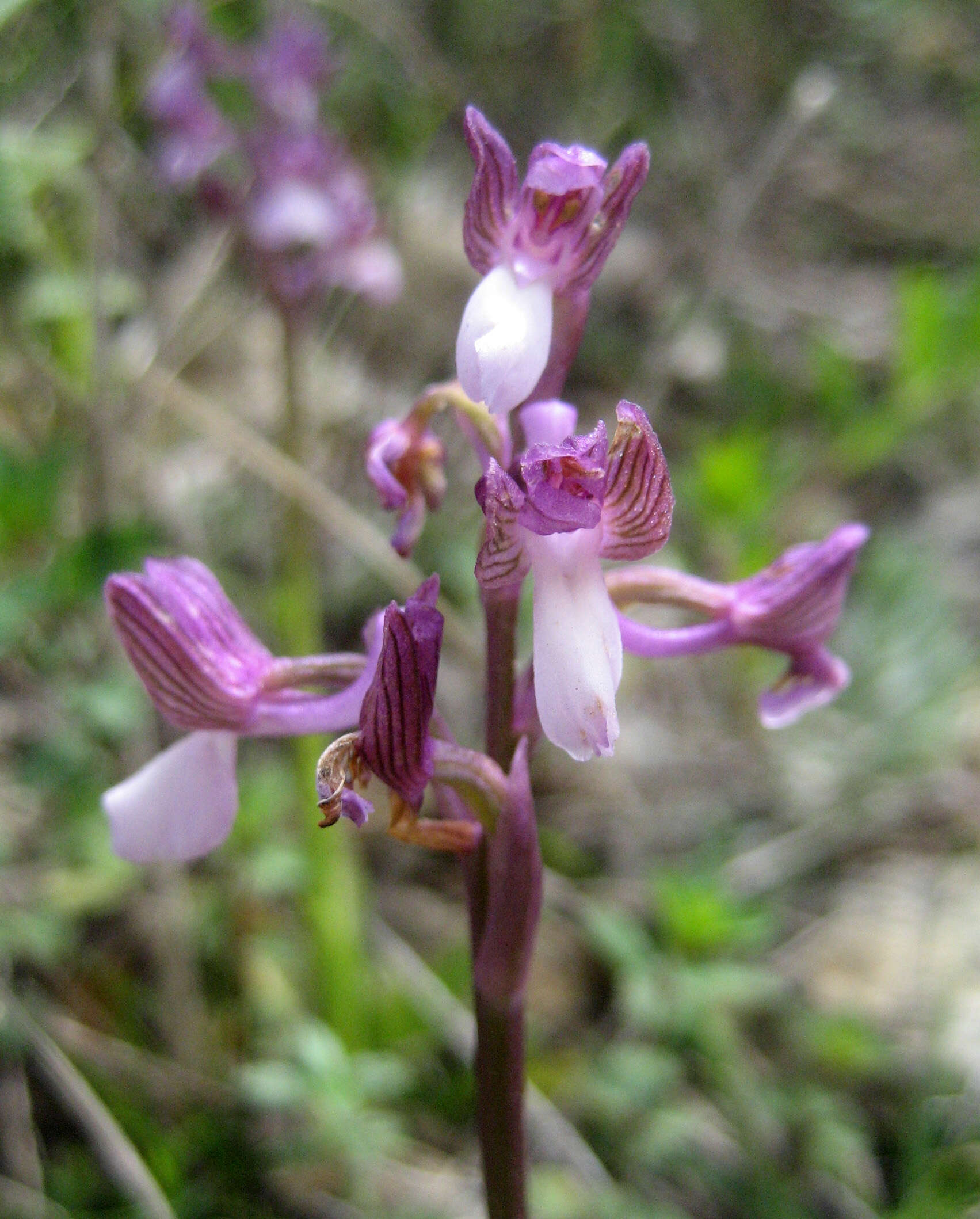 Image of Anacamptis morio subsp. syriaca (E. G. Camus) H. Kretzschmar, Eccarius & H. Dietr.