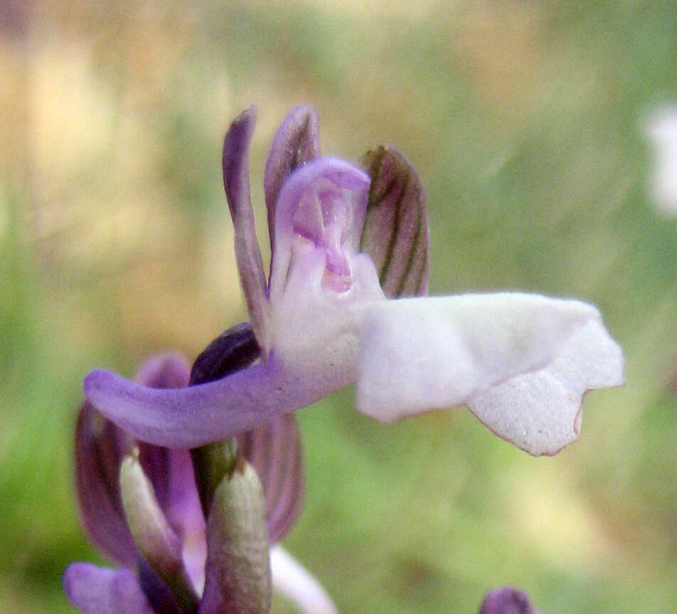 Image of Anacamptis morio subsp. syriaca (E. G. Camus) H. Kretzschmar, Eccarius & H. Dietr.