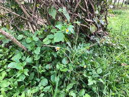 Image of East Indian Crab Grass