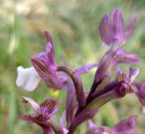 Image of Anacamptis morio subsp. syriaca (E. G. Camus) H. Kretzschmar, Eccarius & H. Dietr.