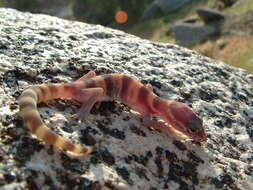 Image of Western Banded Gecko