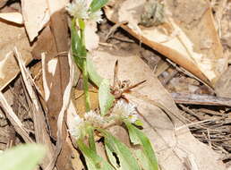 Image of Polistes stigma townsvillensis Giordani Soika 1975