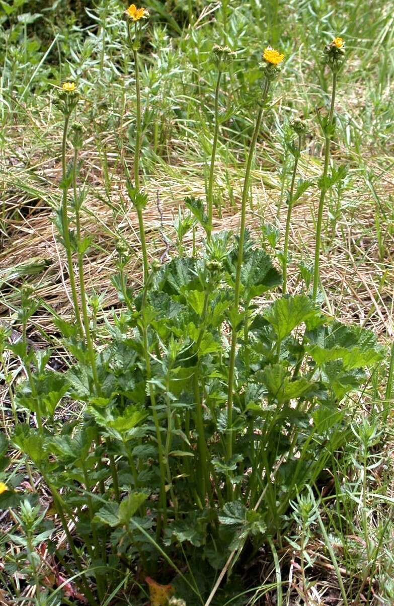 Image of Geum magellanicum Comm. ex Pers.