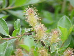 Image of Salix waldsteiniana Willd.