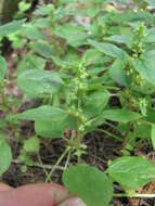 Image of Parietaria lusitanica subsp. chersonensis (Láng & Szov.) Chrtek