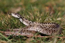 Plancia ëd Vipera ursinii (Bonaparte 1835)