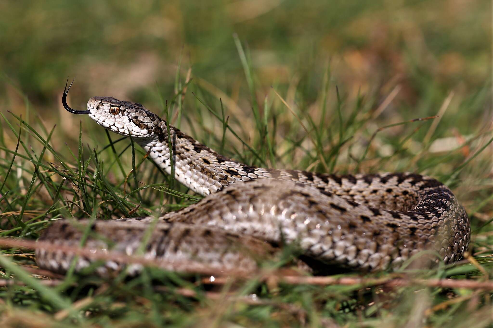 Image of Meadow Viper