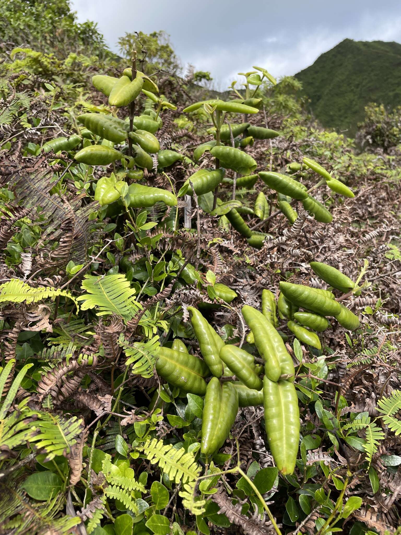 Image of Round-Leaf Melicope