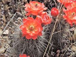 Image de Echinocereus polyacanthus Engelm.