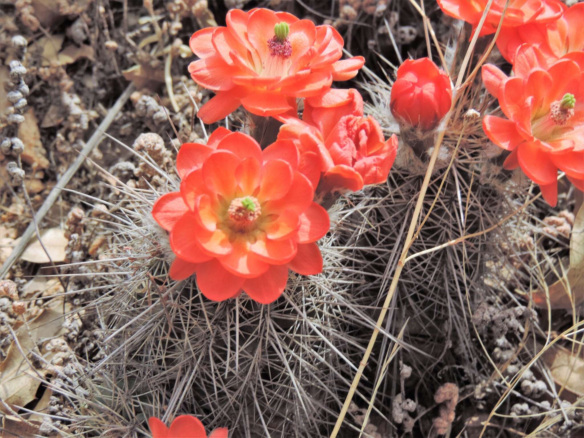 Image de Echinocereus polyacanthus Engelm.