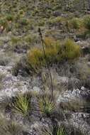 صورة Agave striata subsp. falcata (Engelm.) Gentry