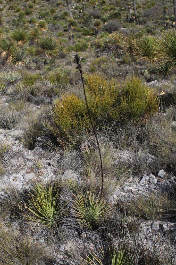 صورة Agave striata subsp. falcata (Engelm.) Gentry