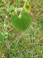 Image de Aristolochia ringens Vahl