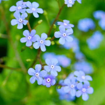 Plancia ëd Brunnera macrophylla (Adams) I. M. Johnst.