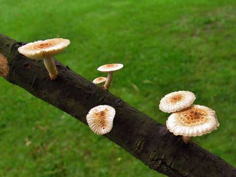 Heliocybe resmi