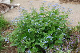 Brunnera macrophylla (Adams) I. M. Johnst. resmi