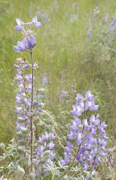 Image of silky lupine