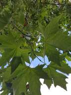 Imagem de Platanus orientalis L.