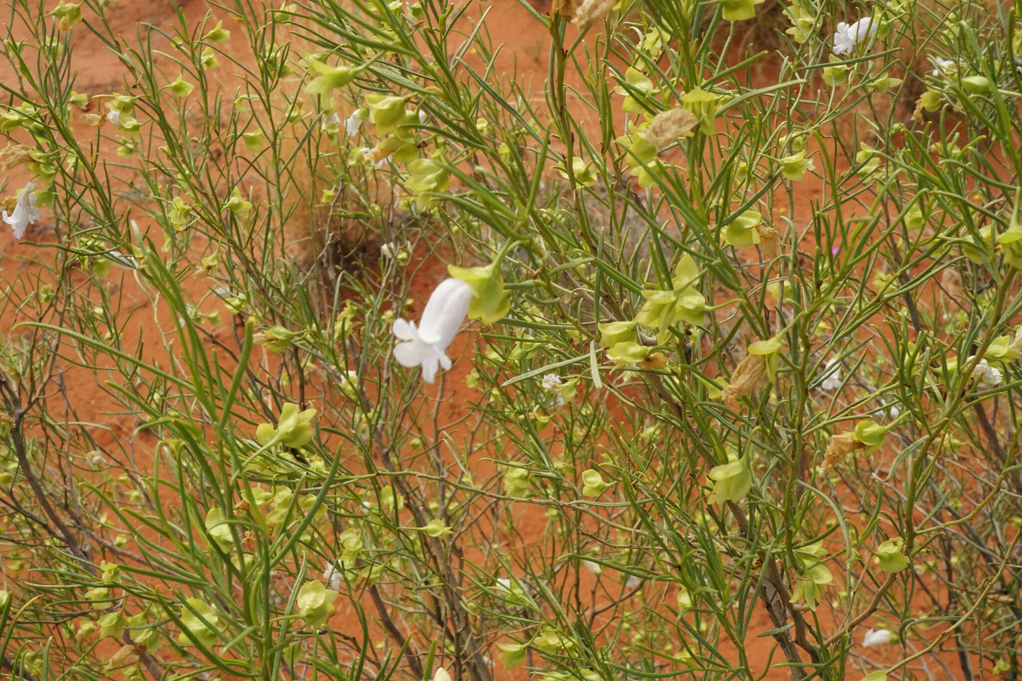 صورة Eremophila gibsonii F. Muell.