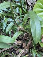 Image of Maxillaria pardalina Garay